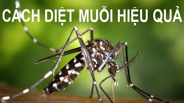 Làm thế nào để không còn muỗi